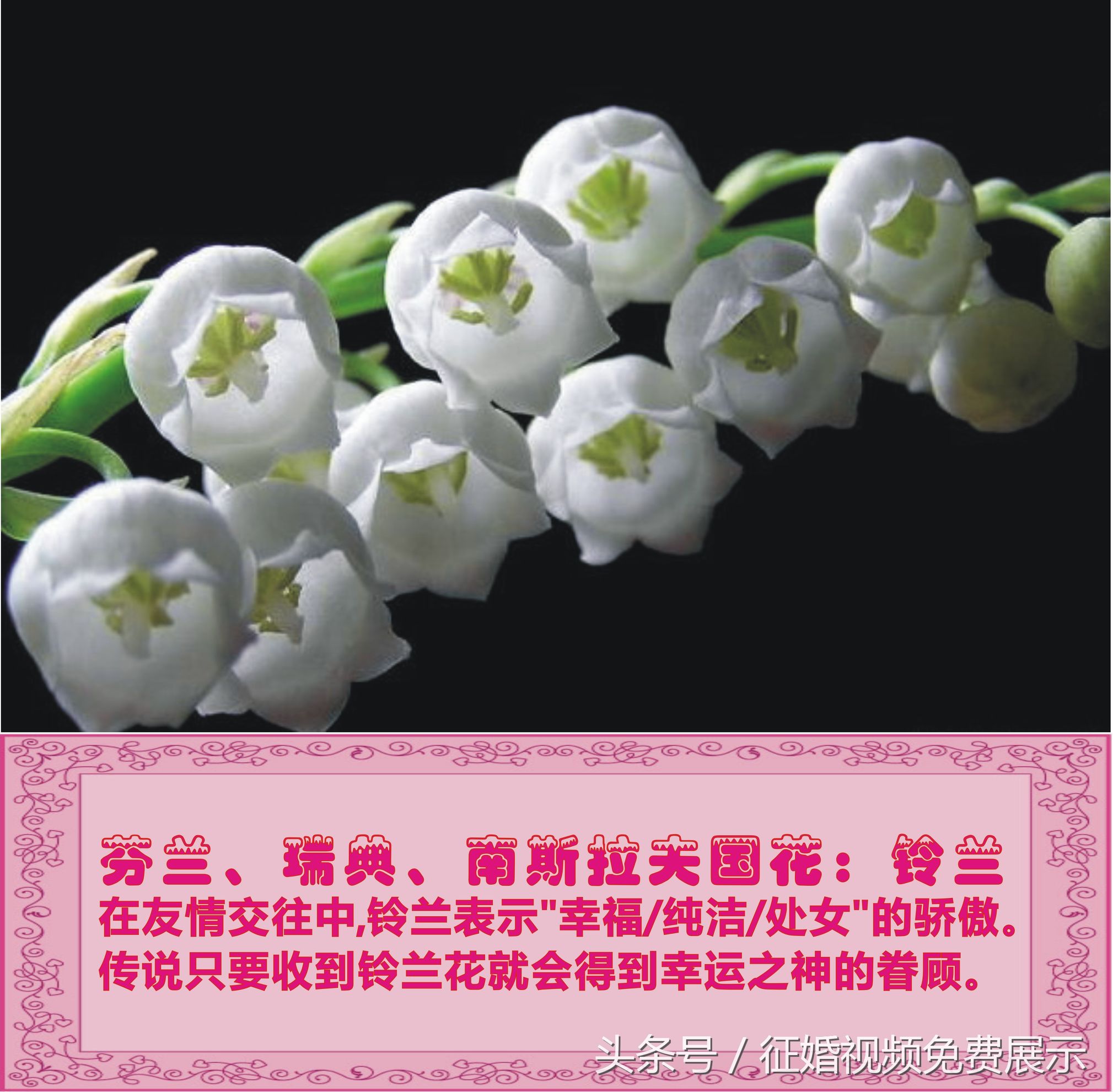 各国国花及象征意义,世界各国国花及寓意