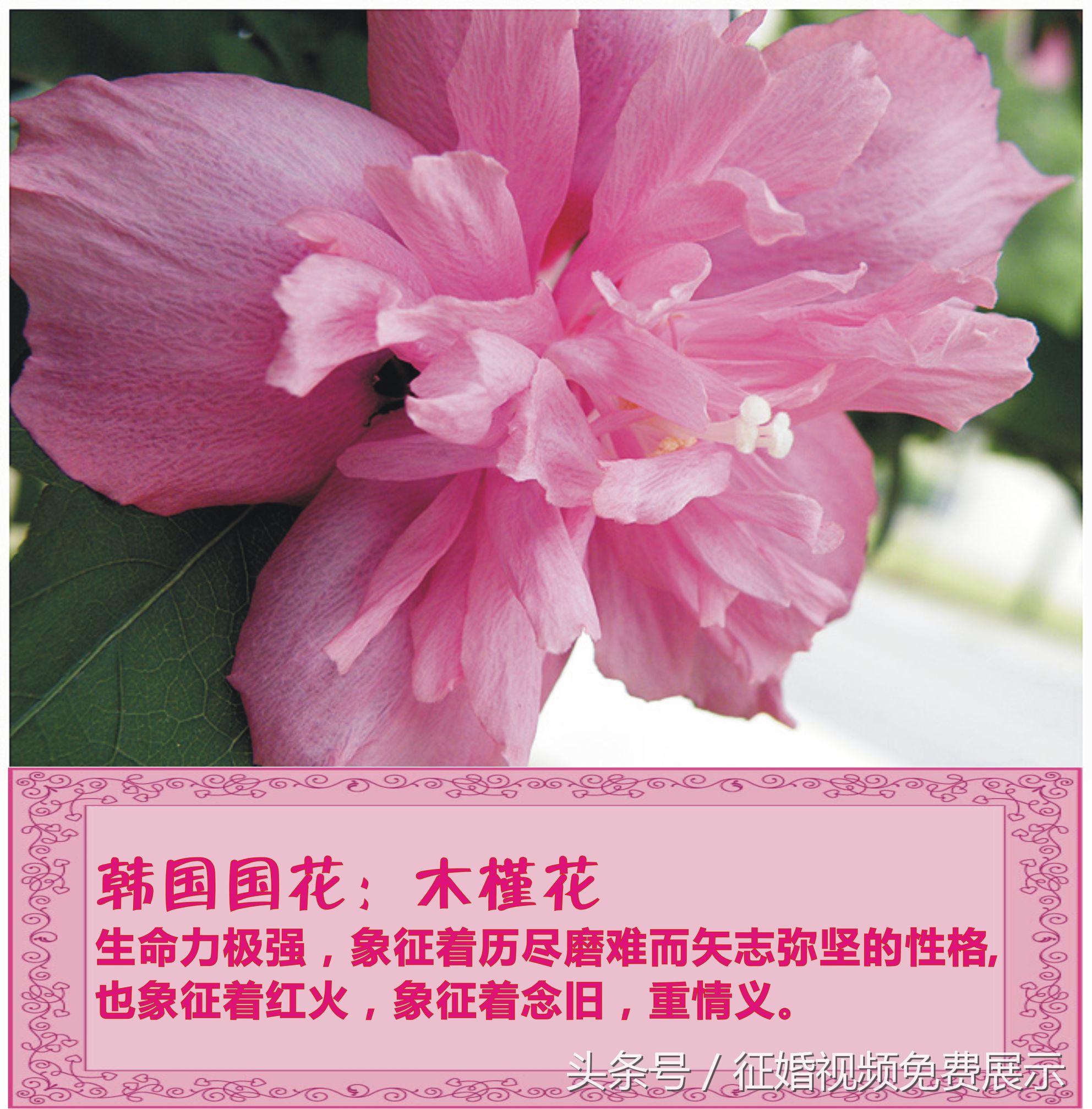 各国国花及象征意义,世界各国国花及寓意