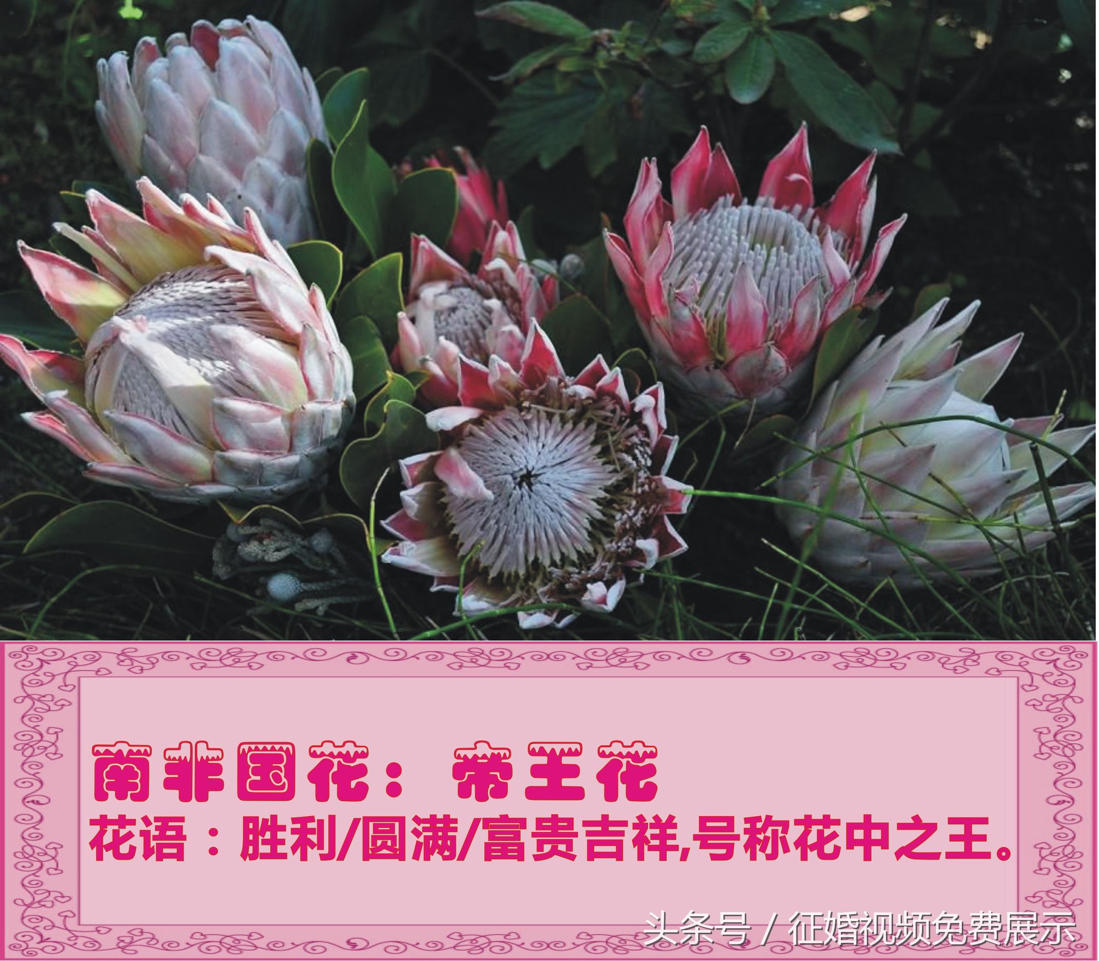 各国国花及象征意义,世界各国国花及寓意