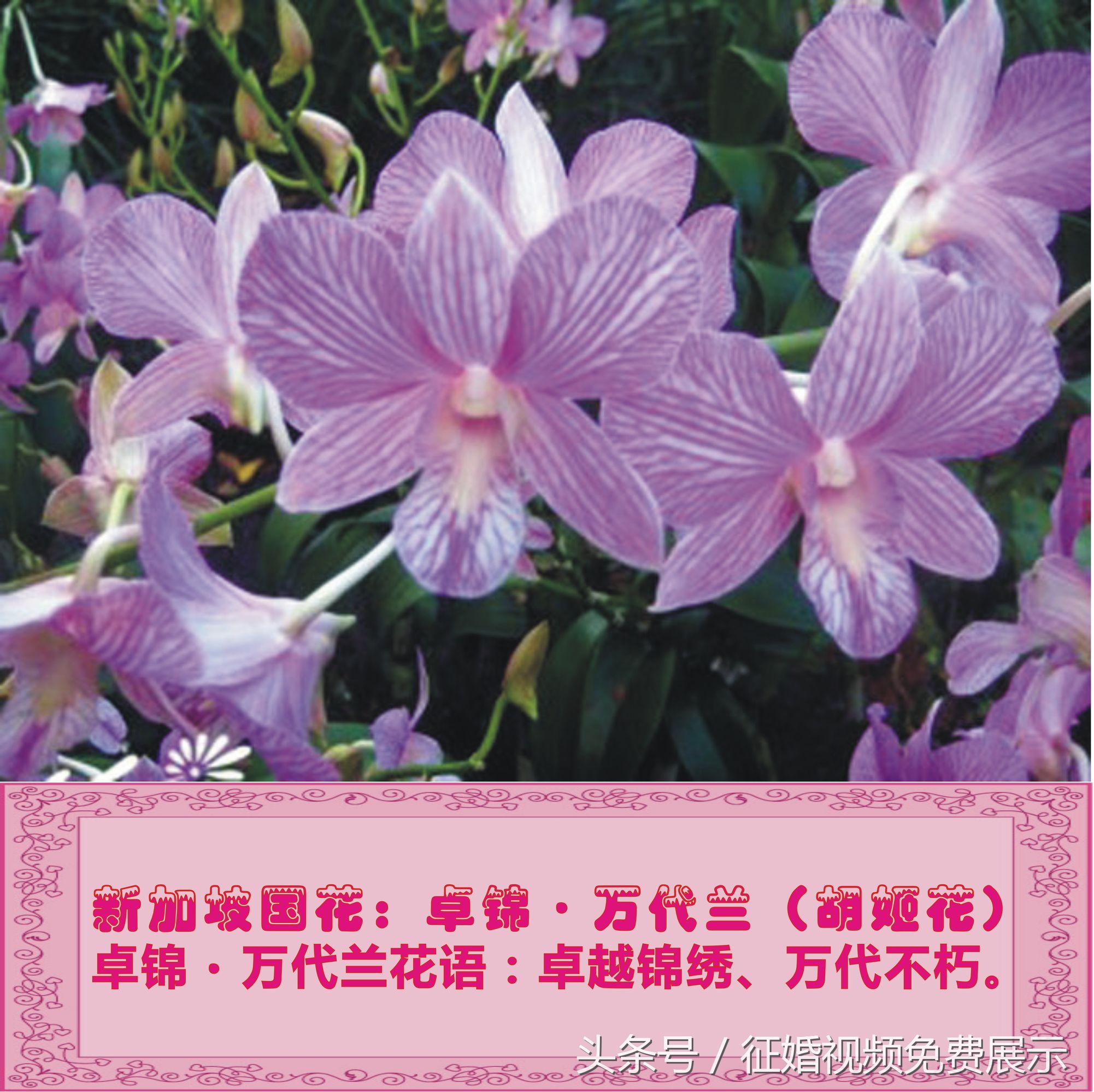 各国国花及象征意义,世界各国国花及寓意