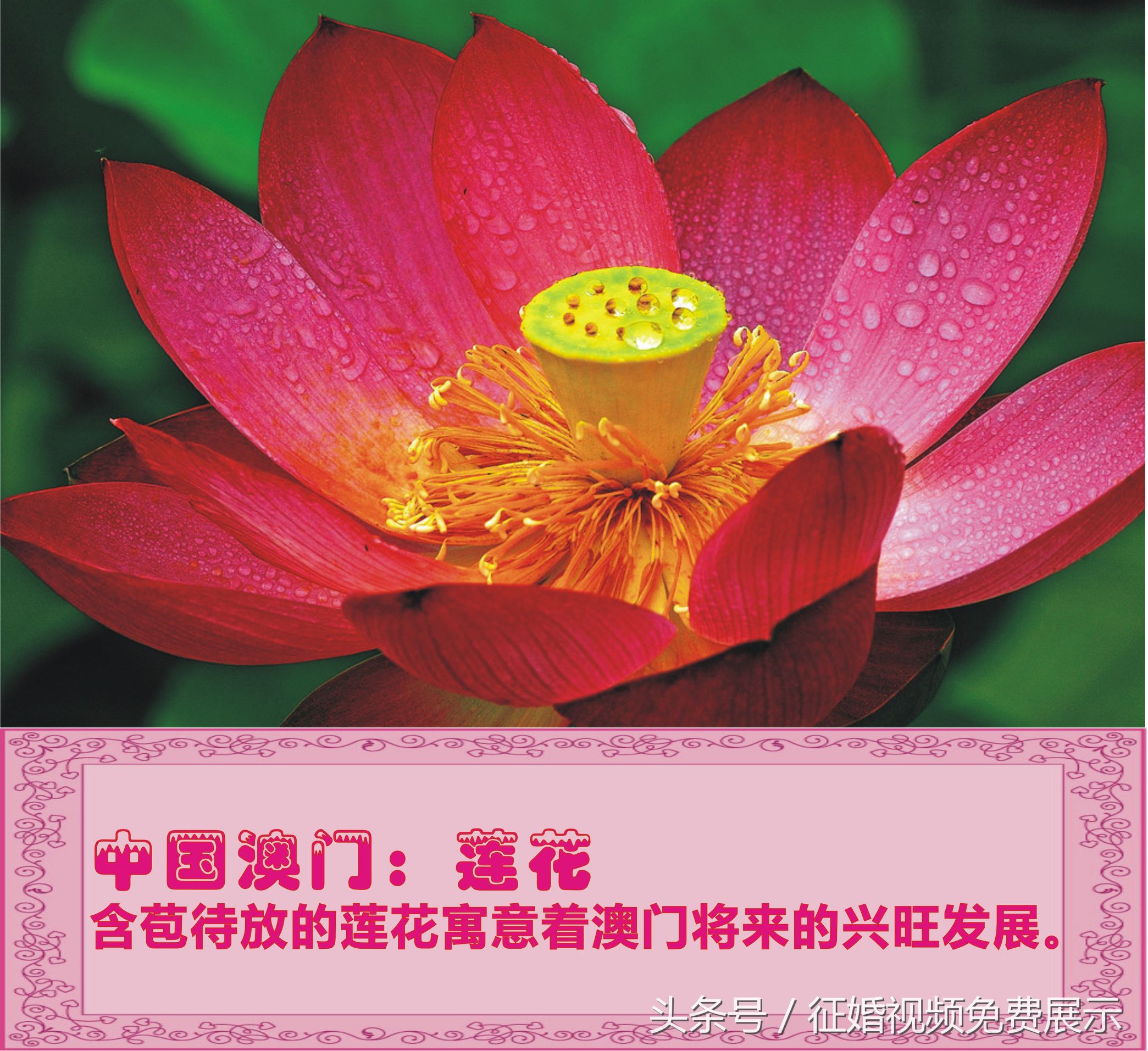 各国国花及象征意义,世界各国国花及寓意