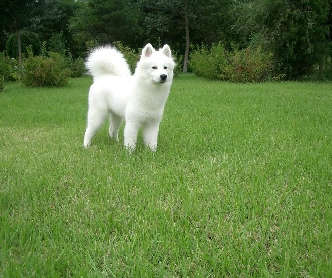 该不该饲养萨摩耶,萨摩耶犬的饲养方法