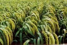 黍菽稷是什么,黍稷粱粟分别指什么