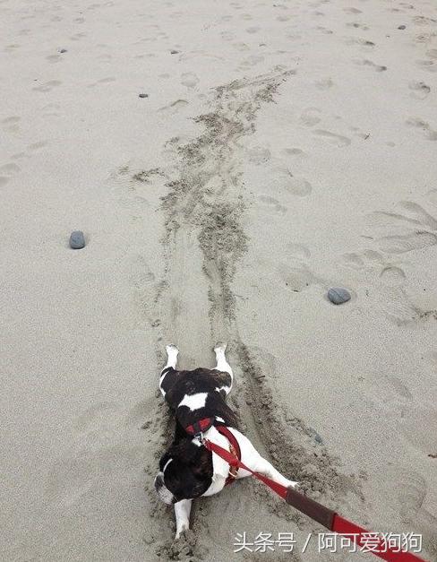 狗狗一牵引就不动怎么办,狗狗一撒手就叫不回来怎么办