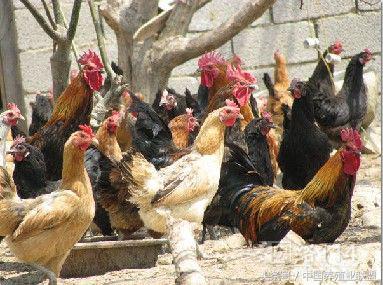柴鸡是什么品种的鸡,最好的柴鸡品种是什么鸡