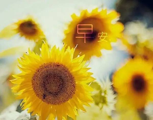 微商早安心语正能量一句话简短,微商朋友圈早安心语正能量图片