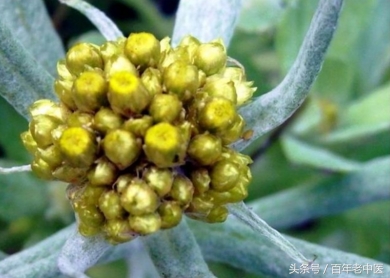 中医治疗女性尿频尿急的秘方,夜尿多中医方子