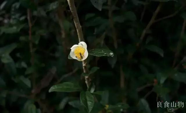 我心中的理想国,每个人心中都有一个理想国