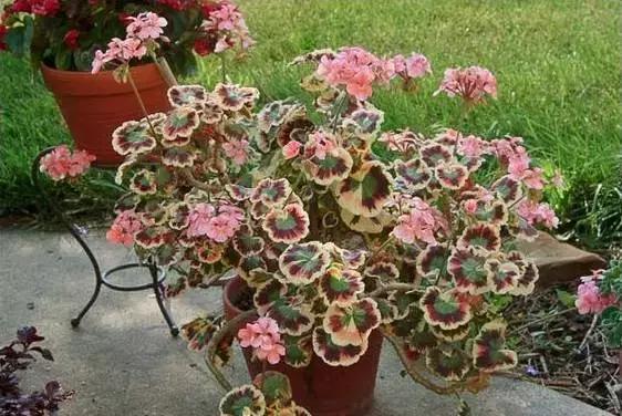 天竺葵不开花怎么办视频,天竺葵开花施什么肥