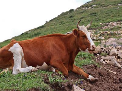 专家教你：如何判断牛气肿疽病与诊断方法？