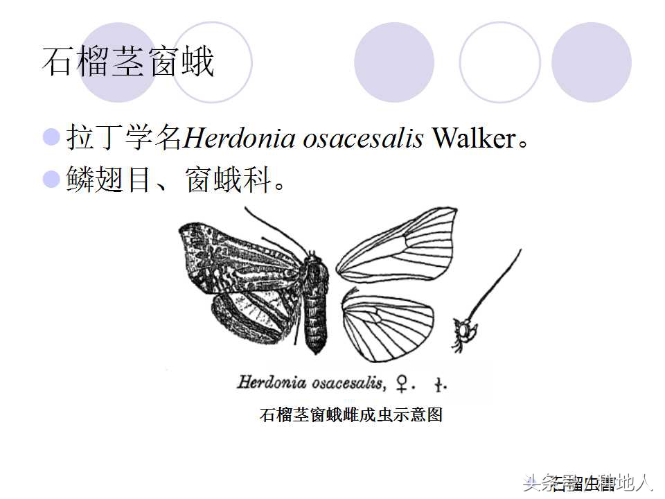 石榴虫害叶子卷曲,石榴虫害最佳防治方法