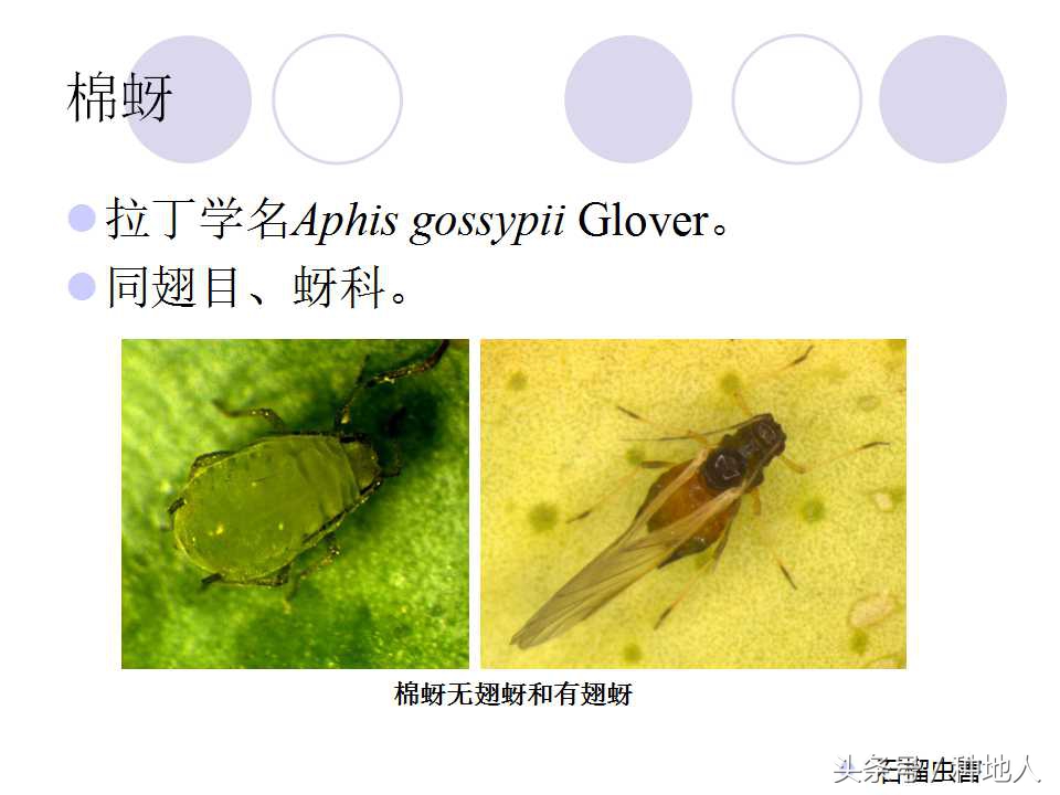 石榴虫害叶子卷曲,石榴虫害最佳防治方法