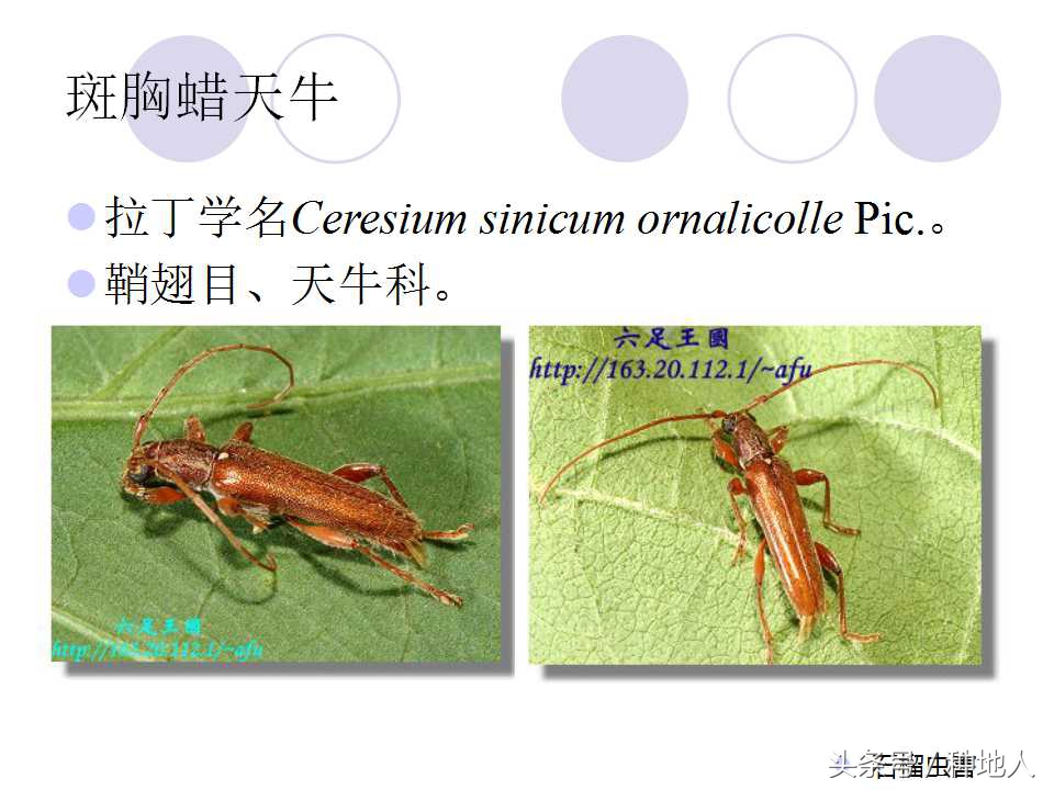 石榴虫害叶子卷曲,石榴虫害最佳防治方法