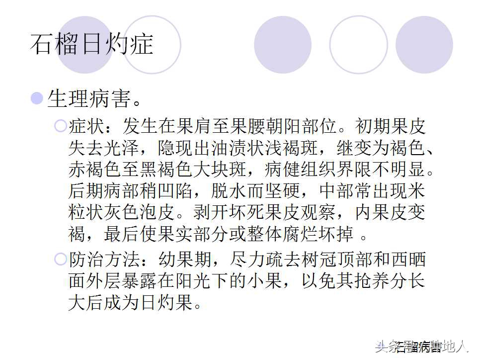 石榴虫害叶子卷曲,石榴虫害最佳防治方法