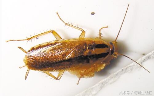 长期用驱蚊喷剂有哪些,灭蟑螂杀虫喷雾剂