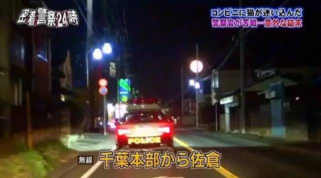 猫咪进餐厅被警察带走,猫咪禁止入内被逮捕