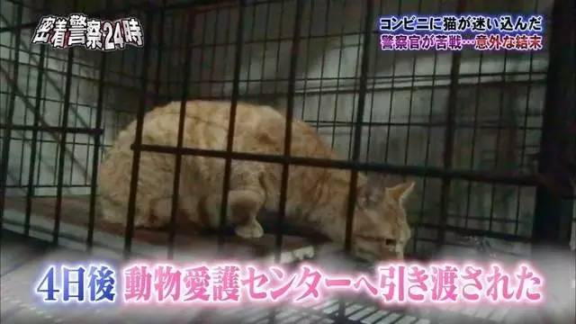 猫咪进餐厅被警察带走,猫咪禁止入内被逮捕