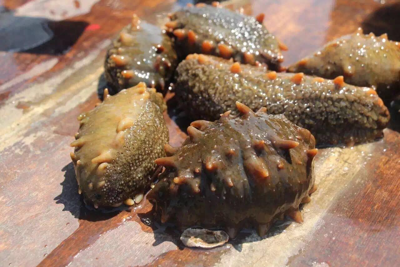 十大骗人保健品海参,骗人的海参