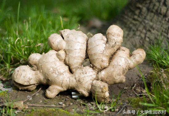 农村孩子冬天长冻疮,农村治冻疮的植物