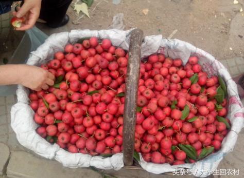 农村孩子冬天长冻疮,农村治冻疮的植物