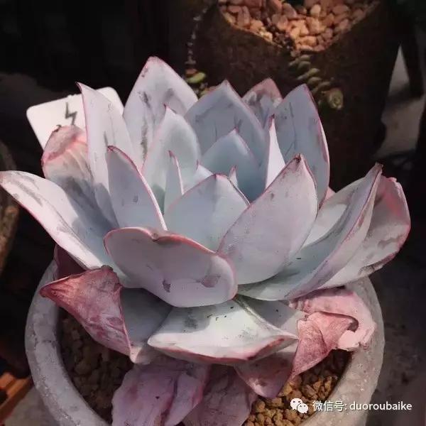 多肉植物服盆养殖方法,多肉服盆期不消耗叶片