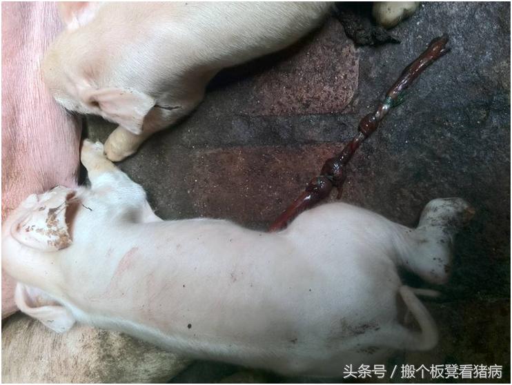 母猪产后不发情最有效治疗方案,养猪人猪病简易防治技术分享