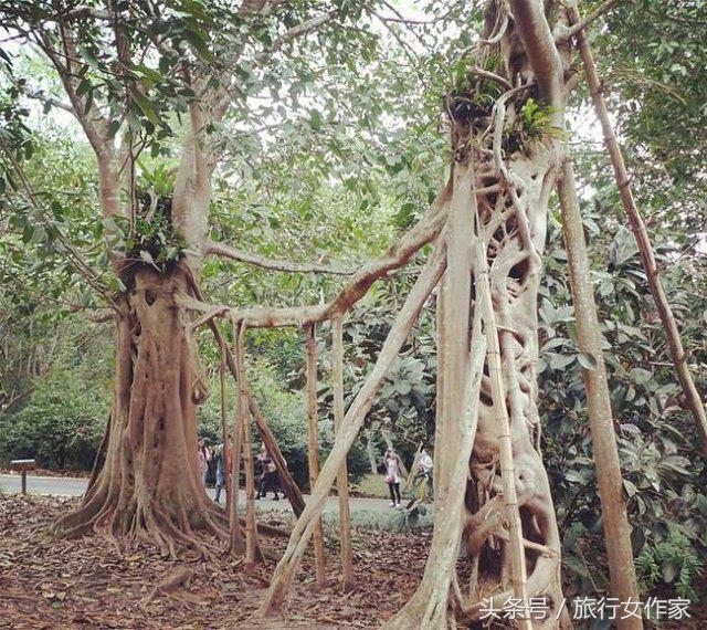 西双版纳避寒城市,冬日西双版纳市区