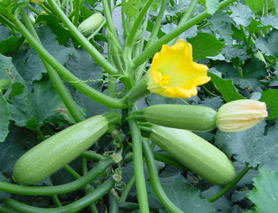 西葫芦功效营养作用与副作用,西葫芦都有哪种营养