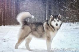 狗狗排行榜哈士奇,最可爱的狗泰迪排第几