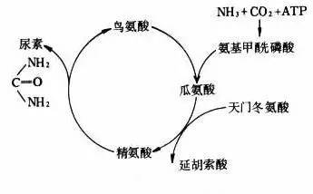他被纳粹*害迫**，“玩拼图”玩出诺贝尔奖，打脸《Nature》