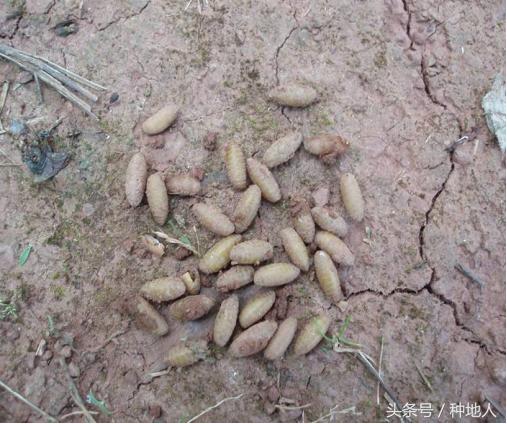 柑橘大实蝇虫害造成的原因,柑橘大实蝇发生规律