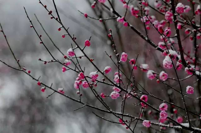 中国十大名花怎么选的,十大名花里面哪个最难种