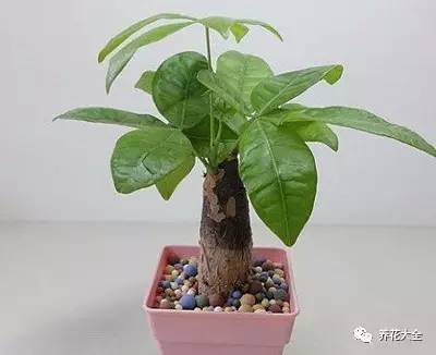 发财树的土养不活绿萝,养了几年的绿萝为什么没有根