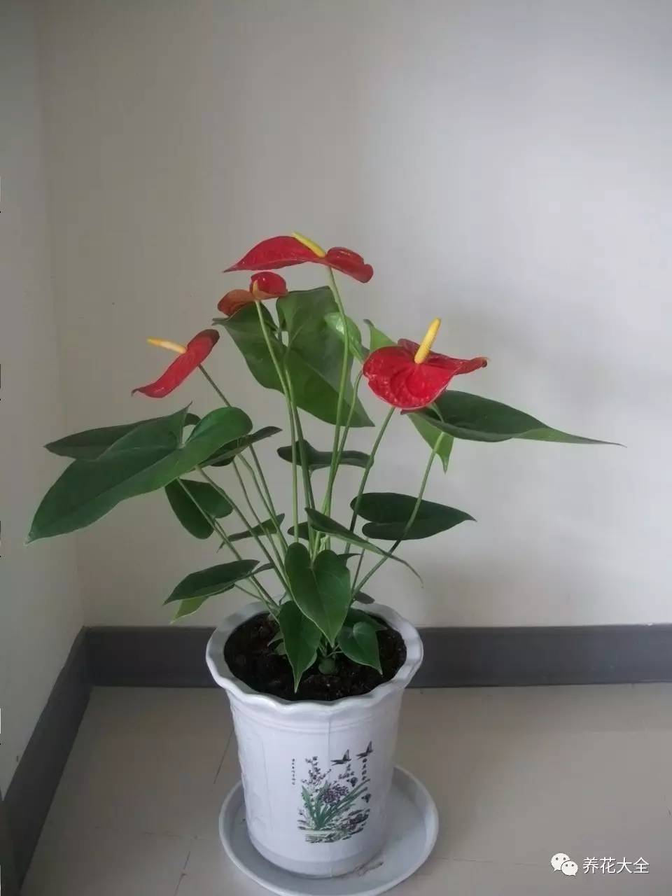 发财树的土养不活绿萝,养了几年的绿萝为什么没有根