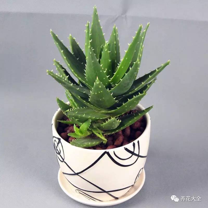 发财树的土养不活绿萝,养了几年的绿萝为什么没有根