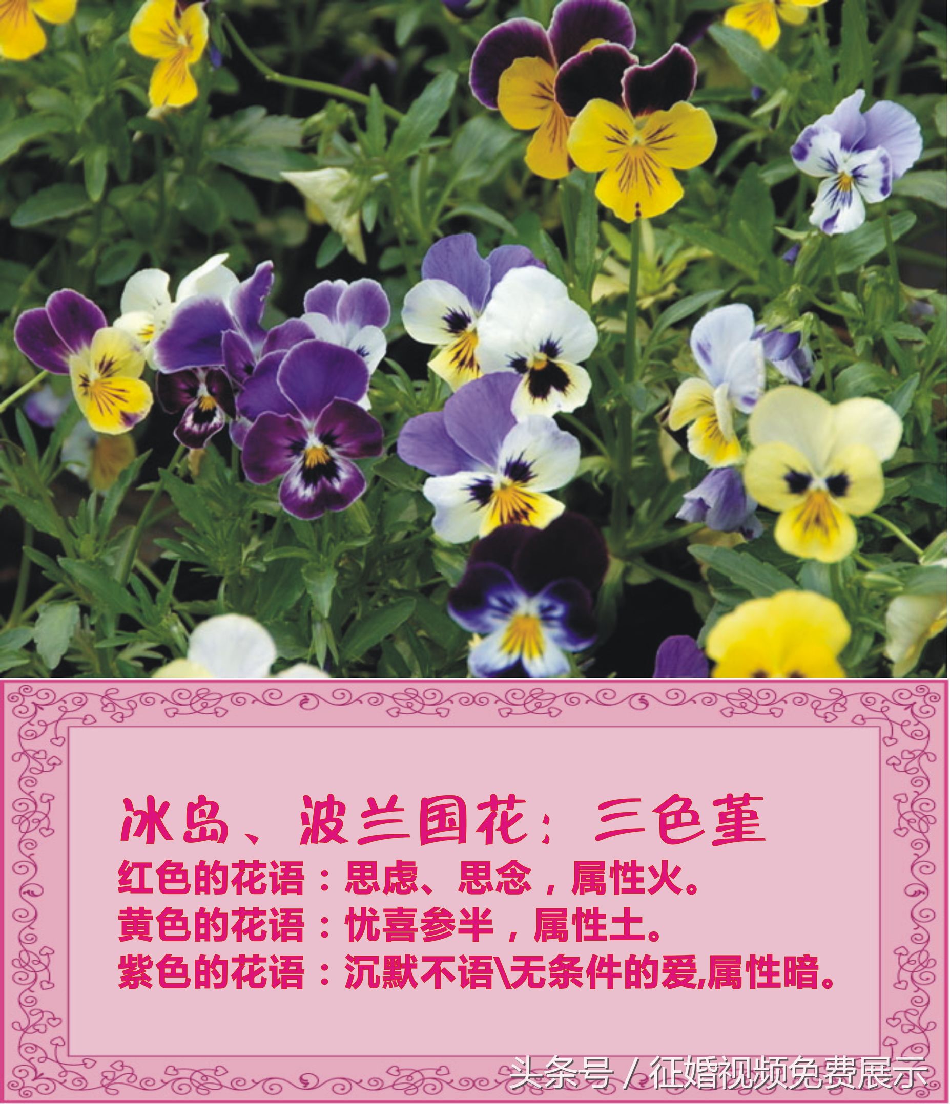 各国国花及象征意义,世界各国国花及寓意