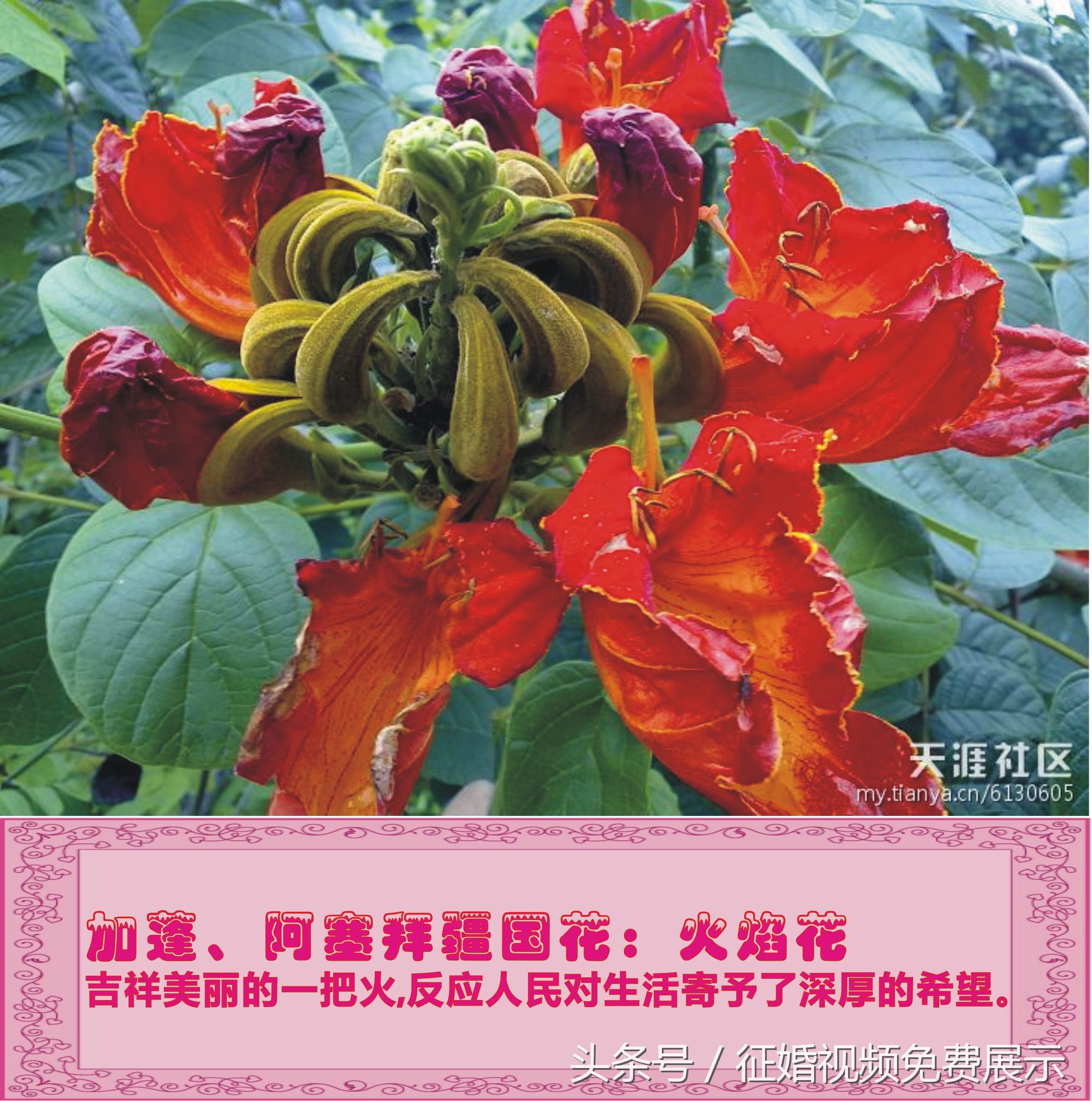 各国国花及象征意义,世界各国国花及寓意
