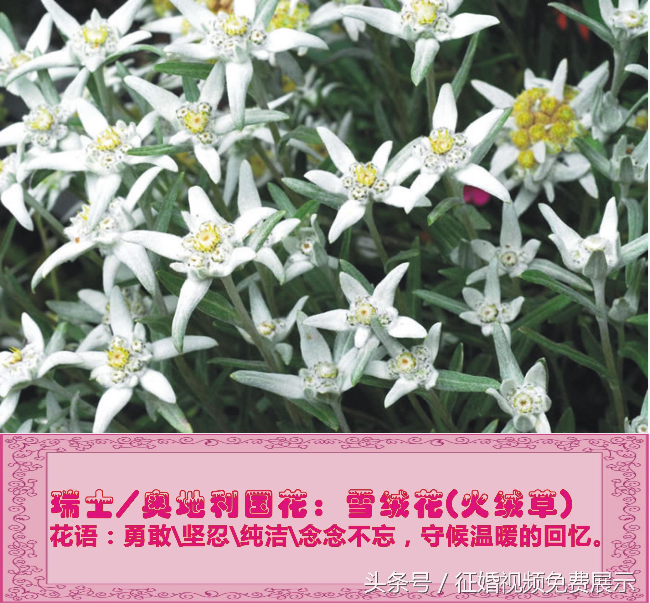 各国国花及象征意义,世界各国国花及寓意