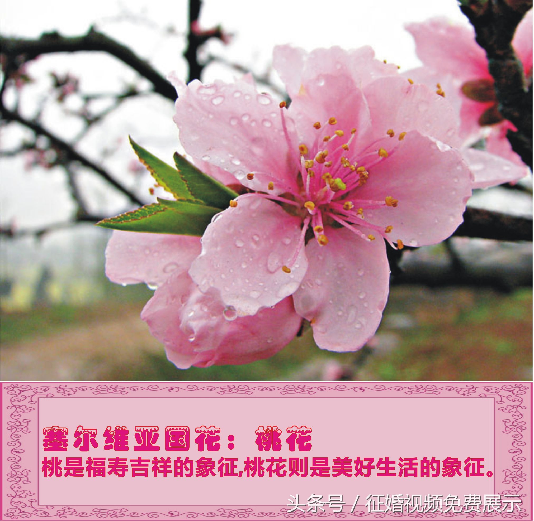 各国国花及象征意义,世界各国国花及寓意