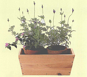 养花长时间没人浇水怎么办,盆栽没浇水枯萎了怎么办