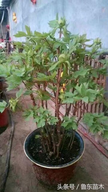 牡丹花为什么不发新枝,牡丹花不开花怎么管理