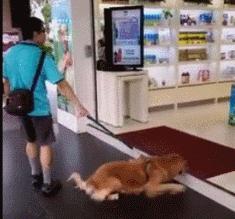 狗狗一牵引就不动怎么办,狗狗一撒手就叫不回来怎么办