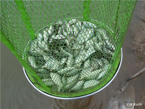 鱼口轻用几克铅,鱼口不断遛鱼也很过瘾