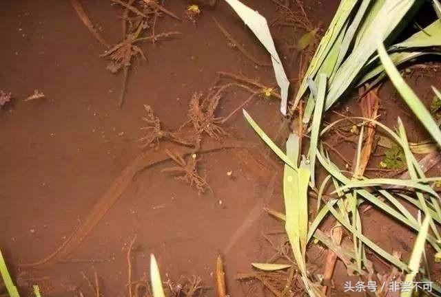 农村大叔用这个土方法，一晚上抓好几十斤黄鳝