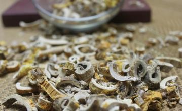 桑树全身上下可入药,桑树哪些部位可以入药及功效