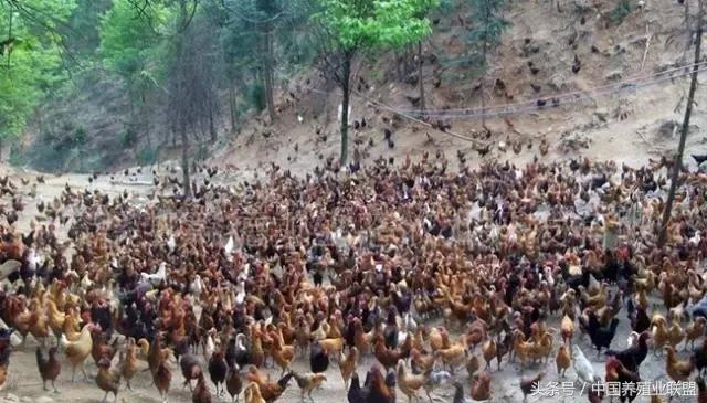 柴鸡是什么品种的鸡,最好的柴鸡品种是什么鸡