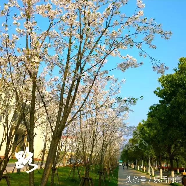 如果可以，请留在南工！浦珠南路30号，留下了我太多的青春！