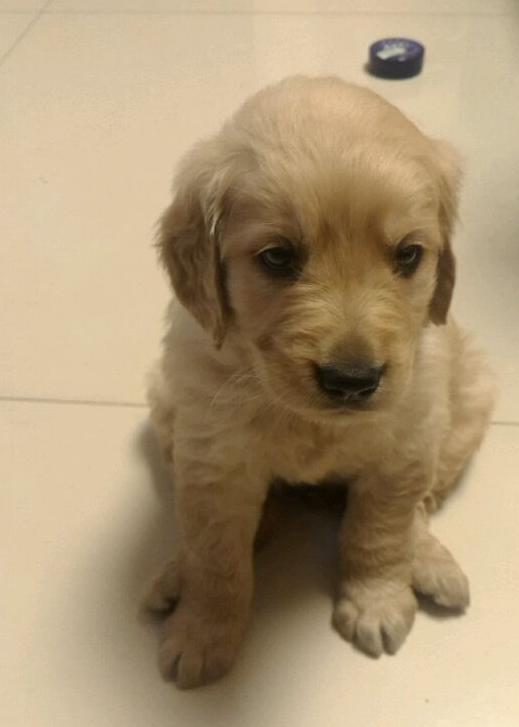 金毛自制狗粮好还是买的狗粮好,便宜又营养的自制金毛狗粮