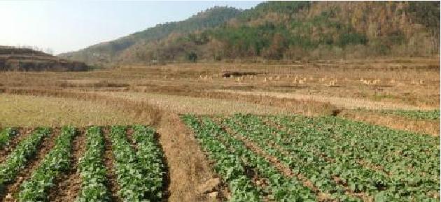 五亩地——小小说