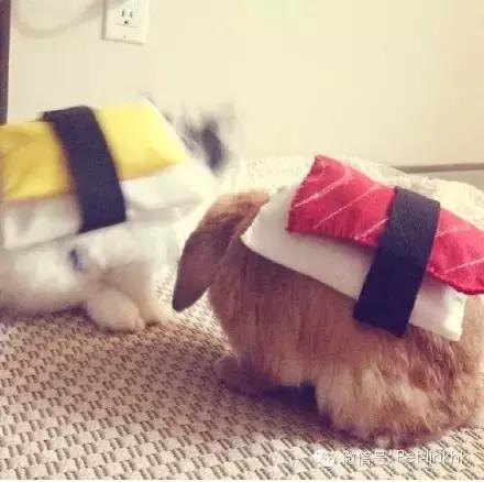 如何驯服不听话的对象,如何征服一匹不听话的马